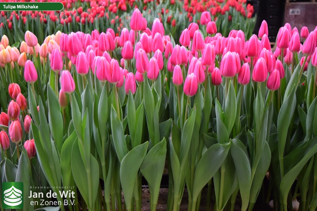 Тюльпан Milkshake Фото И Описание – Telegraph